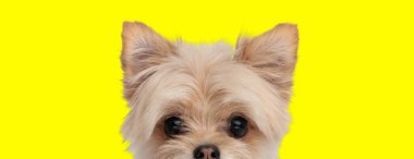 Sevimli Metis Pomeranian Tükürük Köpek yavrusu sarı arka planda kameraya bakıyor ve ileriye bakıyor