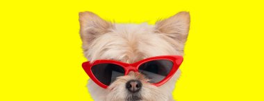 Kırmızı güneş gözlüğü takan havalı Metis Pomeranian köpeğinin sarı bir arka planı var.