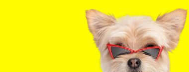 Kırmızı güneş gözlüğü takan ve sarı arka planı dört gözle bekleyen modaya uygun metis pomeranian köpekleri.