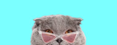 Komik İskoç kedisi pembe güneş gözlüğü takıyor ve turkuaz arka planına bakarken ileriye bakıyor.