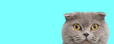 Sevimli İskoç kedisi dikizliyor ve Cyan arka planını bekliyor.