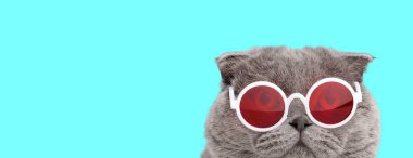 Kırmızı güneş gözlüğü takan ve mavi arka planda ileriye bakan harika İskoç kedisi.