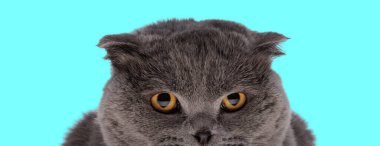 Şirin İskoç kedisi Cyan arka planına bakıyor.