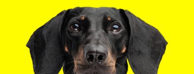 Sarı arka planda yalnız başına ileriye bakan sevimli tekel köpeği.