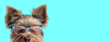 Küçük Yorkshire Teriyeri köpeği güneş gözlüğü takıyor ve Cyan arka planını dört gözle bekliyor.