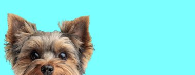 Tatlı küçük Yorkshire Teriyeri köpeği mavi arka planı izlerken dikizleyip saklanıyor.
