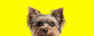 Şirin küçük Yorkshire Teriyeri köpeği sarı arka planda saklanırken dikizliyor.