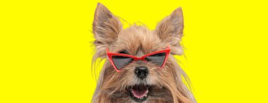 Kırmızı güneş gözlüğü takan, ağzı açık soluk soluğa sarı arka planda bekleyen şık, küçük Yorkshire teriyer köpeği.