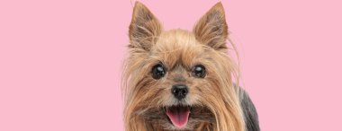 Mutlu küçük Yorkshire Teriyer Köpeği Pembe arka planda beklerken dili dışarı doğru nefes nefese