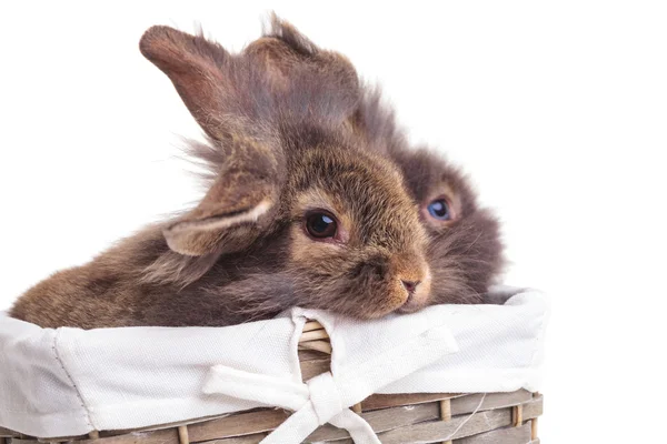 A két oroszlán fej nyúl bunnys oldalnézete — Stock Fotó