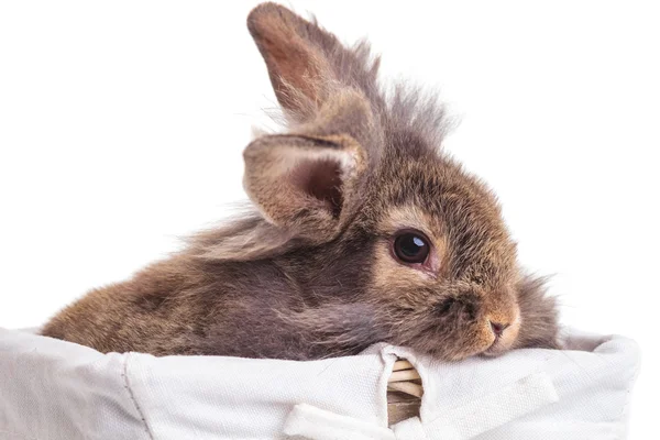 Lion head rabbit bunny sitting in a wood basket. — Stock Photo, Image