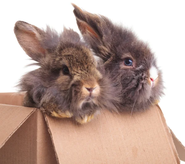 Conejo cabeza de león bunnys sentados en una caja de cartón . — Foto de Stock