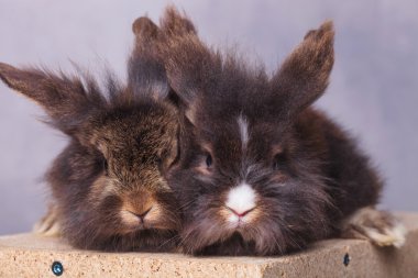 Two lion head rabbit bunnys sitting on a wood box