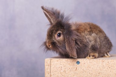 sevimli aslan baş tavşan tavşan bir kulak gidiyor.
