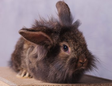 Kameraya bakarak tavşan tavşan kürklü aslan baş