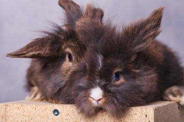 Tüylü aslan tavşan bunnys birlikte oturan baş