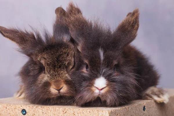 Two lion head rabbit bunnys sitting on a wood box — Stock Fotó