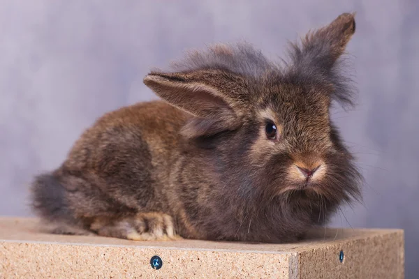 Adorable peludo león cabeza conejo conejo acostado — Foto de Stock