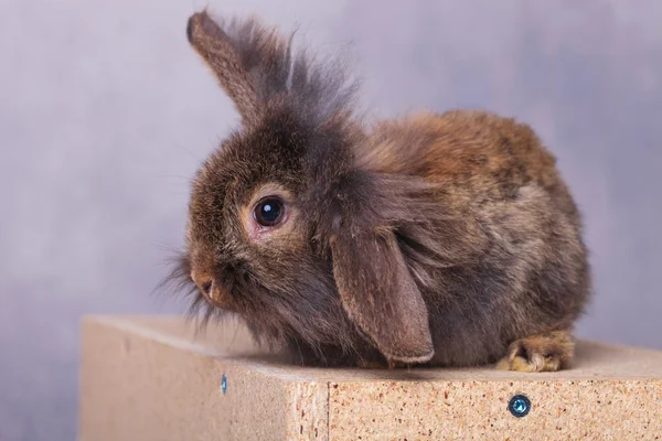 Peludo león cabeza conejo conejito sosteniendo una oreja hasta —  Fotos de Stock