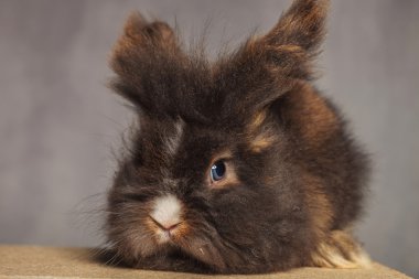 Bunny tavşan yalan sevimli aslan baş