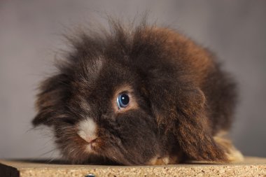 Oturma sevimli aslan baş tavşan tavşan resmi