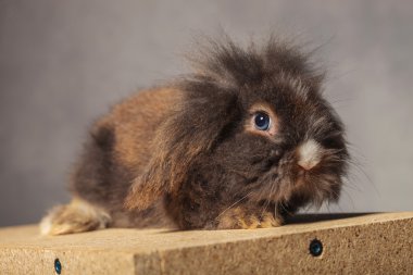 Oturma sevimli aslan baş tavşan tavşan yan görünüm