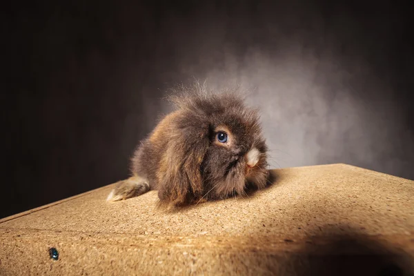 Lindo conejo cabeza de león sentado en una caja de madera — Foto de Stock