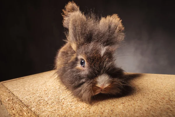 Leone peloso testa coniglio coniglio sdraiato su una scatola di legno . — Foto Stock