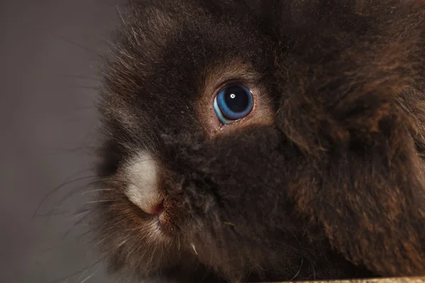 Conejo cabeza de león conejo contra fondo gris estudio . — Foto de Stock