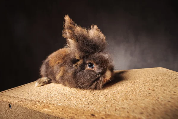 Leone peloso testa coniglio coniglio sdraiato su una scatola di legno — Foto Stock