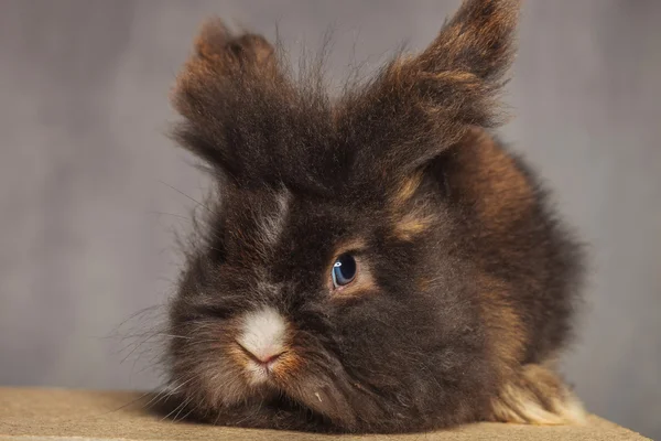 Adorable cabeza de león conejo conejo acostado —  Fotos de Stock