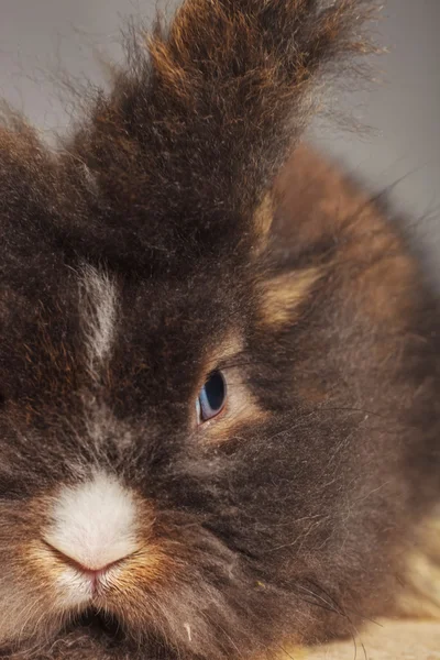 Portret króliczek królik głowa lwa z bliska — Zdjęcie stockowe