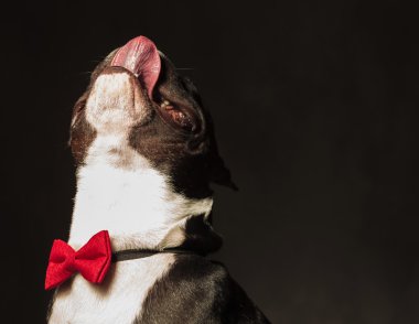  çok güzel Fransız bulldog köpek yavrusu burnunu yalama