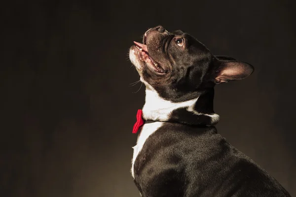 Vista lateral de un curioso perrito bulldog francés mirando hacia arriba —  Fotos de Stock