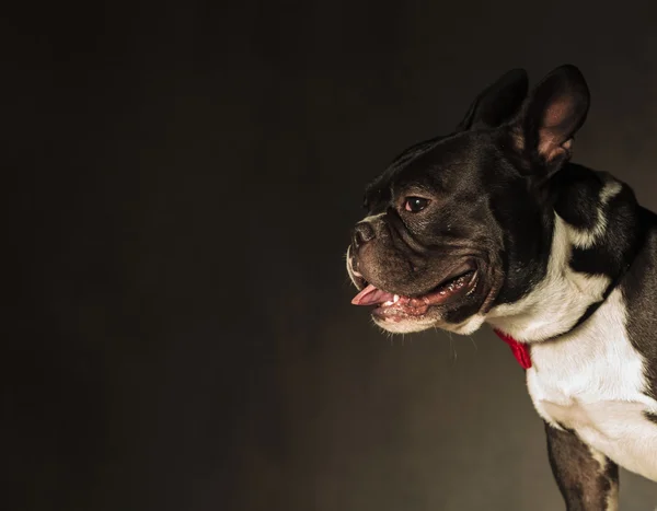 Francês buldogue cachorro cachorro ofegante no estúdio — Fotografia de Stock