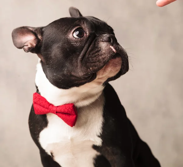 Elegant french bulldog wearing a red bowtie while posing — Stock Photo, Image