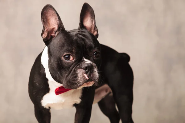 Curious french bulldog puppy wearing a red bowtie — Stock Photo, Image