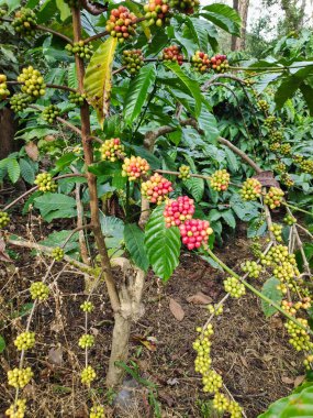 Hindistan 'da bir kahve tarlasında olgunlaşmış kahve kirazları.