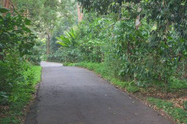 Tropikal bir orman veya çiftlikte asfalt bir yol.
