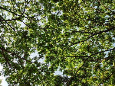 Mavi gökyüzüne karşı bir ağacın altında yoğun yaprak örtüsü - doğa yaprağı arka planı