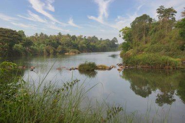Cauvery Nehri ya da Kaveri Nehri Coorg, Hindistan 'da ormandan akıyor.