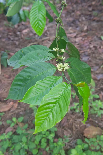 Flores Brancas Que Crescem Entre Folhas Uma Fábrica Café Robusta — Fotografia de Stock