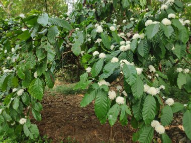 Kahve çiçekleri - Bir tarladaki robusta kahve bitkisinin güzel beyaz çiçekleri