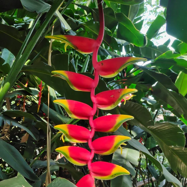Parlak Kırmızı Sarı Çiçekler Istakoz Pençesi Tropikal Yağmur Ormanlarında Kalın — Stok fotoğraf