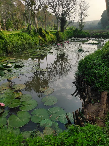 Wild Lotus Pond Surrounded Trees Rainforest Tropics — Stock Photo, Image