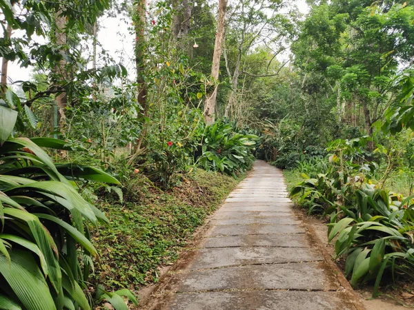 Camino Que Atraviesa Bosque Tropical Una Plantación Rodeada Exuberante Follaje — Foto de Stock