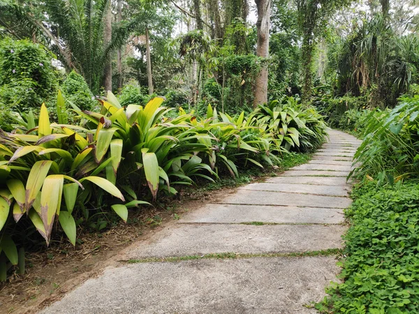 Uma Estrada Que Atravessa Uma Floresta Tropical Plantação Rodeada Por — Fotografia de Stock