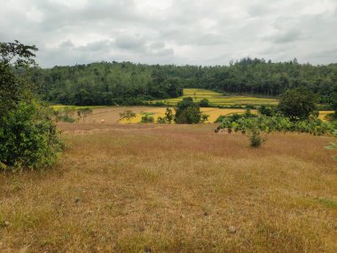 Yuvarlanan tepelerin ve bulutlu gökyüzünün ortasında bir çayır manzarası
