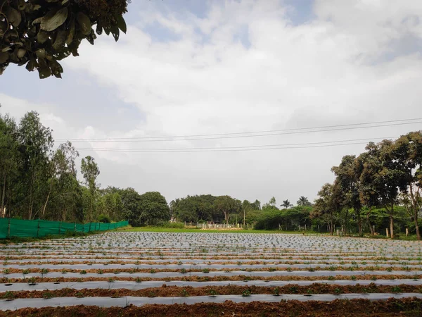 田地里的塑料覆盖物有助于保持水分和减少杂草生长 — 图库照片