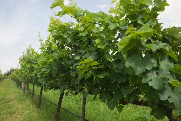 Exuberante Viñedo Verde Para Producción Vino Verano —  Fotos de Stock